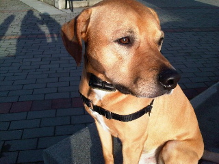 Tanner