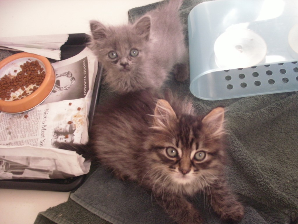 Peanut and Parsnip