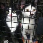 Joey and Jacques