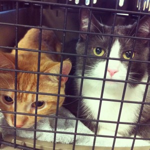 Red and Buster