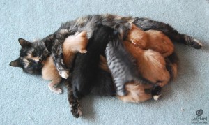 Twinkle and kittens