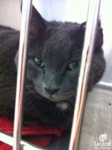 Keene at the vet