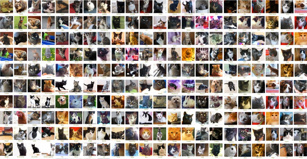 Almost 400 rescues and counting!