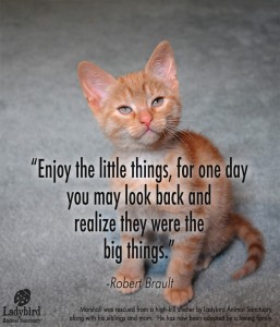 Cute Dose of the Day! Marshall was rescued from a high-kill shelter by Ladybird Animal Sanctuary along with his siblings and mom. He has now been adopted by a loving family. www.ladybirdanimalsanctuary.com