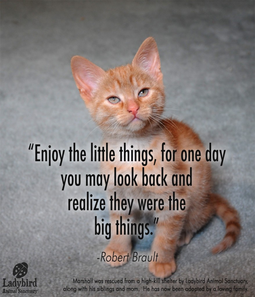 Cute Dose of the Day! Marshall was rescued from a high-kill shelter by Ladybird Animal Sanctuary along with his siblings and mom. He has now been adopted by a loving family. www.ladybirdanimalsanctuary.com