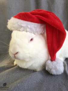 Lancelot Christmas