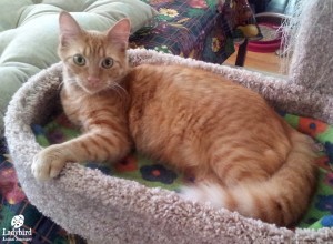Herbie