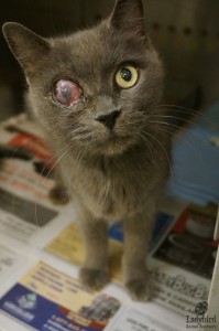 Poppy's rescue day