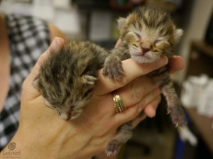 Newborn kittens