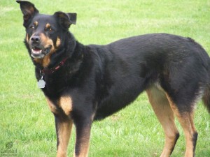 Porsche adopted