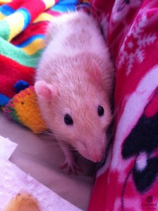 Kiwi