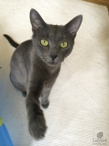 Chloe