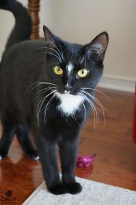 Tux