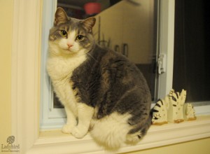 Frankie