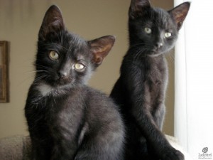 Stanley and Paulie