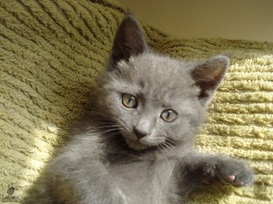 Zoe