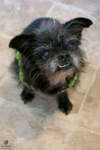 Bitsy