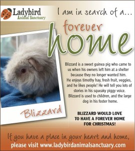 Blizzard ad