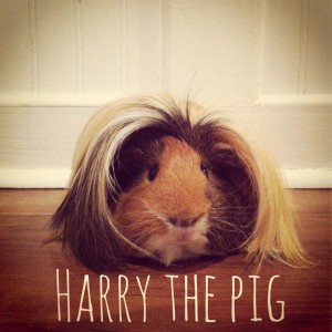 Harry