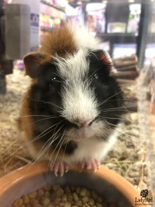 Truffle