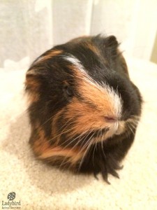 Pecan