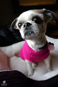 Daisy