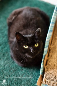 Tulip-photo by happytailspetphotography.ca