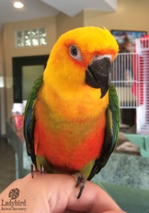 Sunny