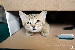 Pingu-photo by happytailspetphotography.ca