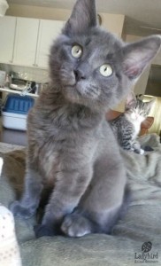 Sammy