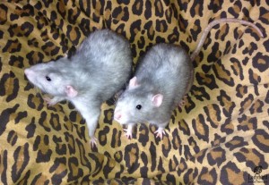 Baxter and Blue