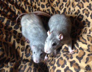 Baxter and Blue