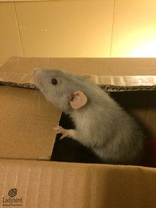 Burrito
