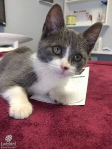 Jewel at the vet
