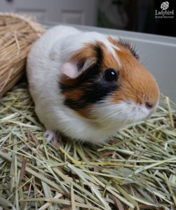 Mimi