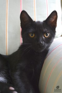 Ninja