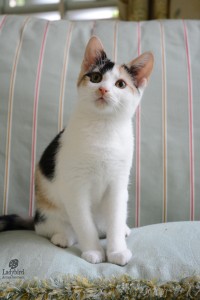 Peaches