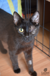 Pepper after surgery