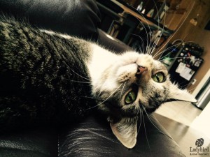 Robin being a ham