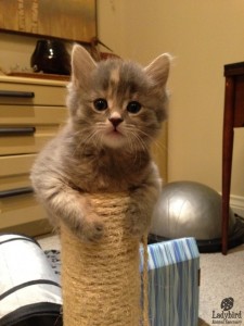 Darcy