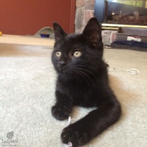 Jethro @ foster