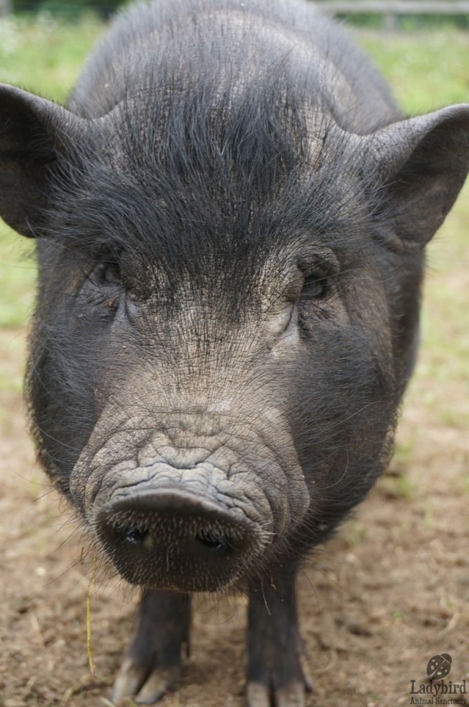 Pig