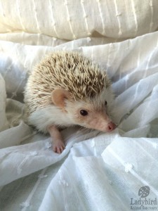 Hubert