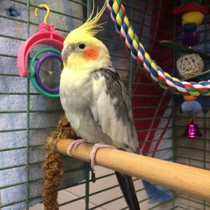 Mowgli