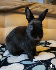 Archie