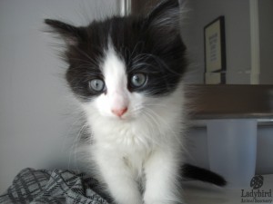 Stewie