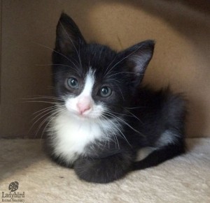 Cadbury