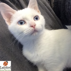 Dumpling adopted