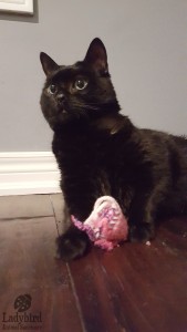 Phoebe @ foster
