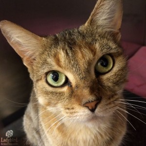Susie @ HAC